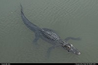 Photo by elki | Cape Canaveral  alligator cap canaveral